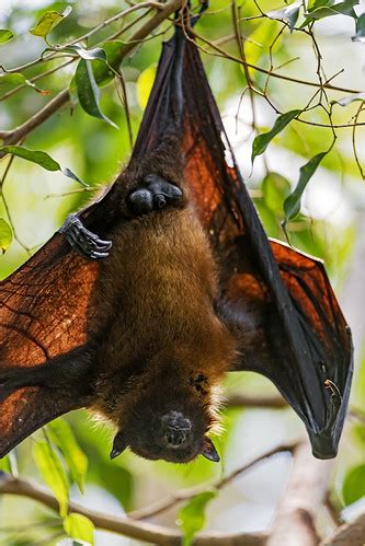 Bat hanging down | A male fruit bat hanging from a branch | Tambako The Jaguar | Flickr