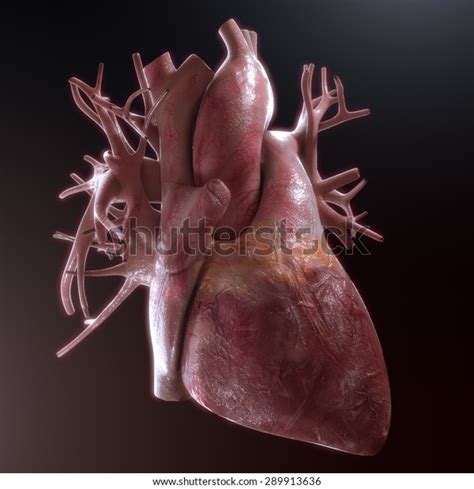 Human Heart Anatomy On Black Background Stock Illustration 289913636 ...