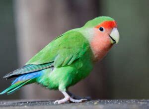 Lovebird Colors (Expert Guide about Mutations) - imparrot