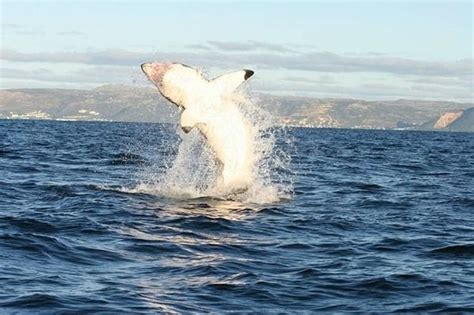 Great White Shark Breaching - Cape Town - Picture of GoSharkDiving - Day Tours, Cape Town ...