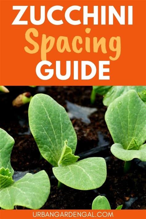 Zucchini Plant Spacing for Optimal Growth – Urban Garden Gal