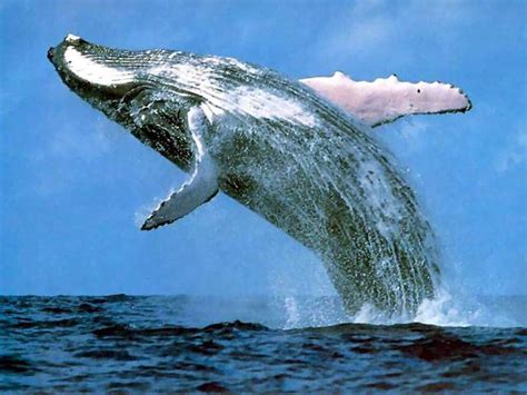 Antarctic Blue Whales