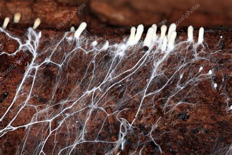 Mycelium — Stock Photo © xload #34885749