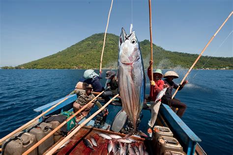 WWF welcomes first MSC-certified skipjack tuna products from the ...