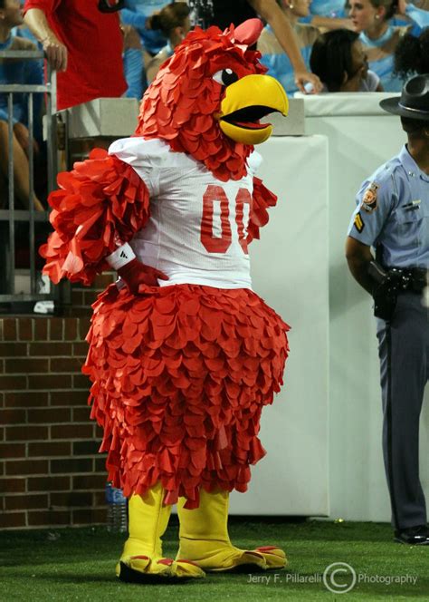 Jacksonville State University Gamecocks mascot photo - Jerry Pillarelli ...