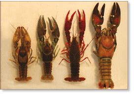 USGS Fact Sheet 2011–3132: Invasive Crayfish in the Pacific Northwest