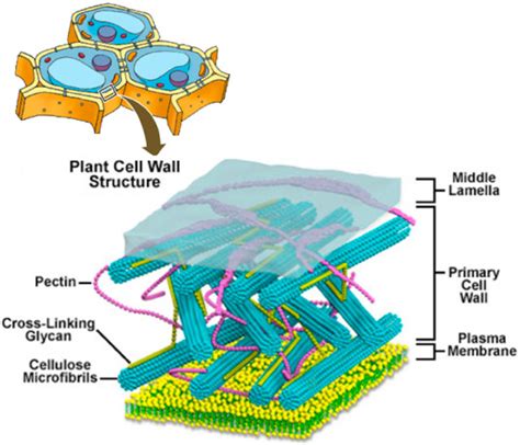 3 Layers of Cell Wall - CBSE Class Notes Online - Classnotes123