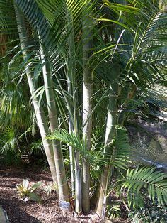 10 Cabada Palm Tree (Dypsis Cabadae) - For Indoor/Outdoor Landscape ideas | outdoor landscaping ...