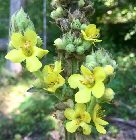 For lung health: Get to know mullein