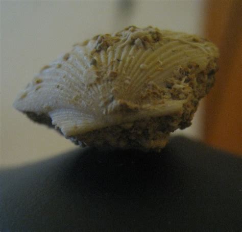 a pretty bivalvia - Fossil ID - The Fossil Forum