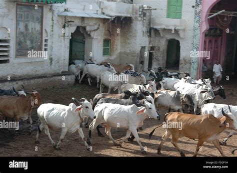 Goshala cow hi-res stock photography and images - Alamy