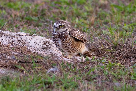 Ann Brokelman Photography: Burrowing Owls - Florida 2014