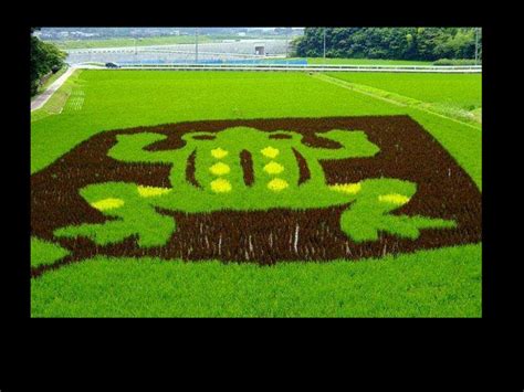 Rice Paddy Art