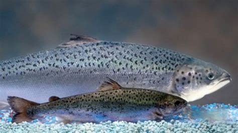 Genetically Modified Salmon Gets FDA Approval | Popular Science