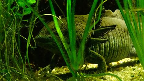 Ambystoma mexicanum - (Ambystomatidae) - Axolotl