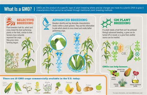 how long have genetically modified foods been used? | GMO Answers