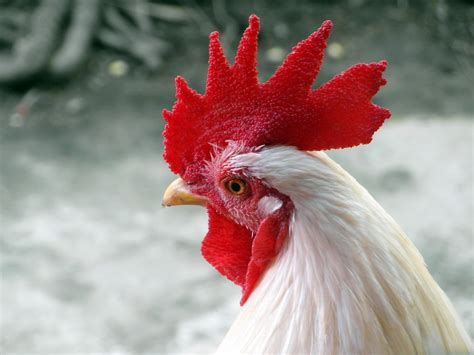 A Chicken Free Stock Photo - Public Domain Pictures