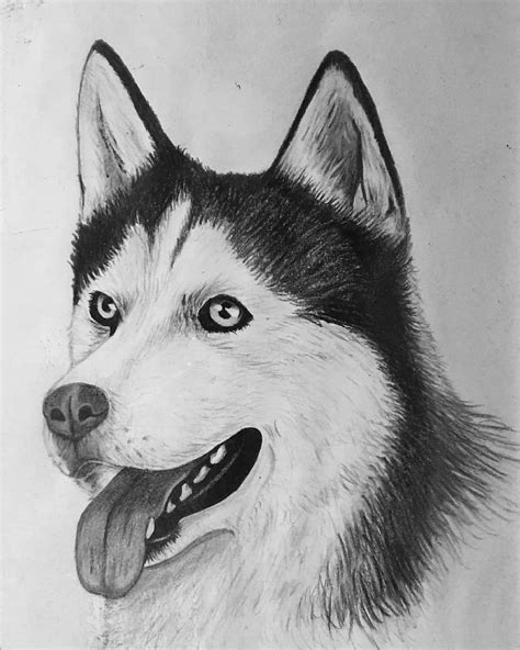 Husky dog drawing with black pencil : r/IDAP