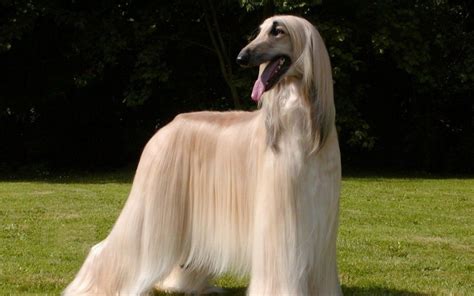 photos of tall large breed long haired dogs | Large Dog Breeds Long Hair in Dog | Places to ...