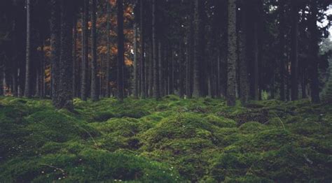 3440x1440 Resolution moss, trees, forest 3440x1440 Resolution Wallpaper - Wallpapers Den