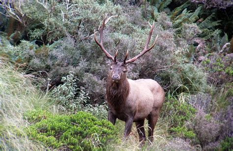 Wapiti – Fiordland Wapiti Foundation