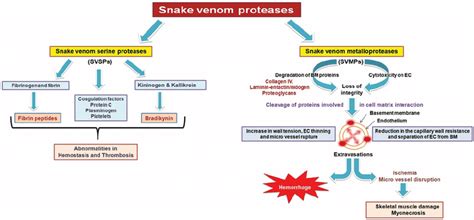 Mechanism of action of snake venom proteases. SVSPs: snake venom serine ...