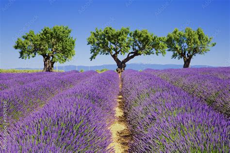 lavender fields Stock Photo | Adobe Stock