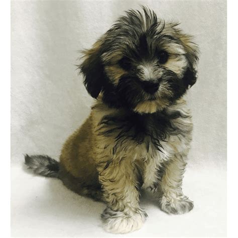 Havanese Dogs (Teacup Havanese Puppies) for Sale in NY - Teacup Pups