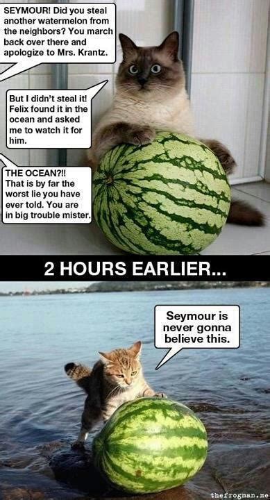 never has my cat played with a watermelon - Meme by lordghost225 ...