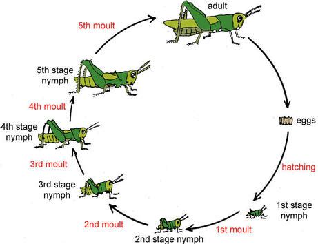 Crickets - Sounds of the heartCicadas & Crickets