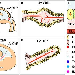 (PDF) The choroid plexuses and their impact on developmental neurogenesis