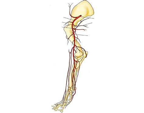 Arteries of the forelimb Quiz