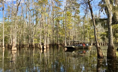 Heed the call of the swamp on Dr. Wagner’s Honey Island tour | Travel & Getaways | daily-journal.com