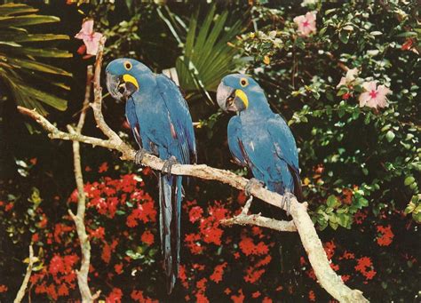 Vintage Travel Postcards: Parrot Jungle - Miami, Florida