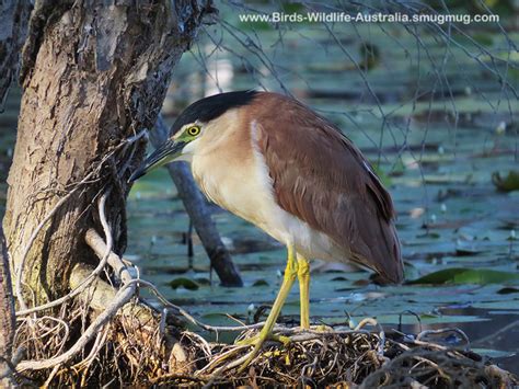 Heron, Nankeen Night-heron | Central QLD Coast Landcare Network