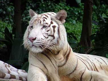 Where Do White Tigers Live | White Tigers Habitat