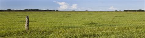 Importance of Soil Testing for Pasture Grasses - UF/IFAS Extension Manatee County