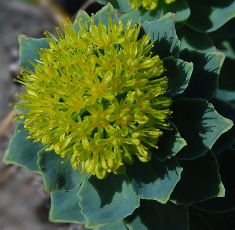 Rhodiola Rosea Benefits, Uses, Dosage & Side Effects