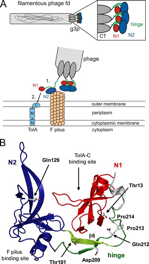 Function of G3P during the phage infection process. A, top, arrangement... | Download Scientific ...