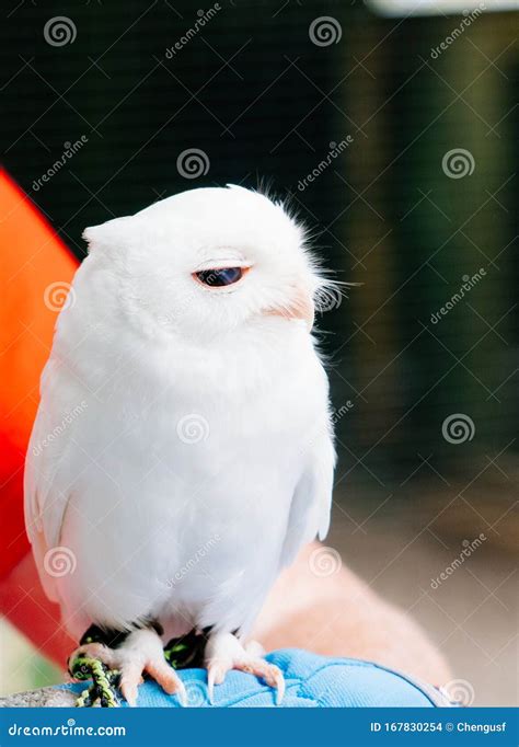 A cute baby pure white owl stock photo. Image of pure - 167830254