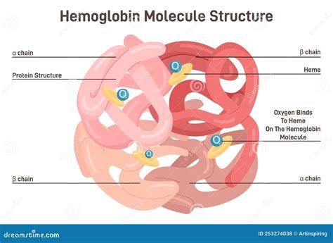 Hemoglobin Molecule Structure. Iron-containing Oxygen-transport Metalloprotein I Stock Vector ...