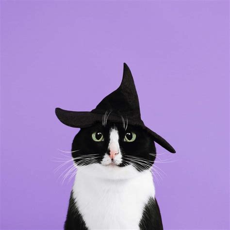 Download Aesthetic Cute Halloween Witch Cat Wallpaper | Wallpapers.com