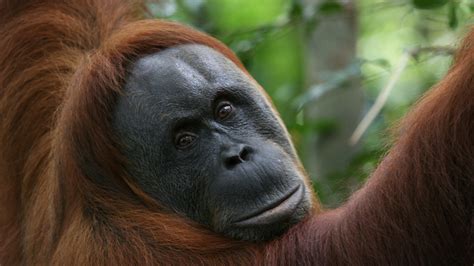 Tanjung Puting Park Tours | Visit Camp Leakey | Borneo Orangutan Tour | Kalimantan jungle ...