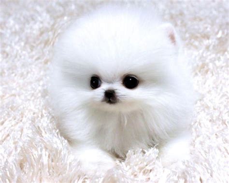 Teacup Pomeranian Wallpaper - WallpaperSafari