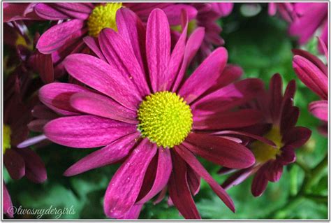 Our Retirement Days: Purple Chrysanthemum