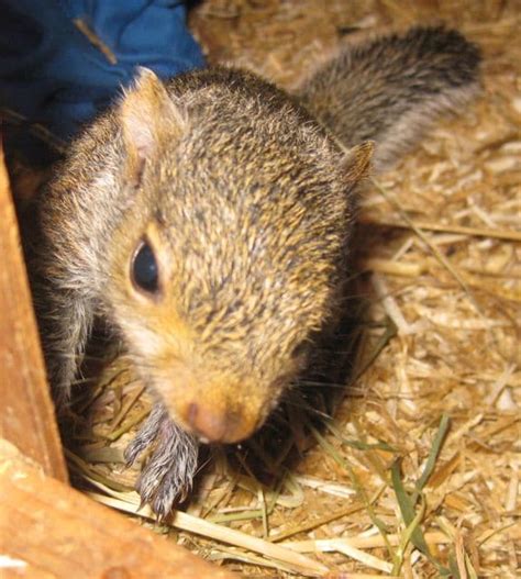 Baby squirrel rescue - Pet Samaritans