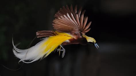 🔥 [75+] Bird Of Paradise Wallpapers | WallpaperSafari