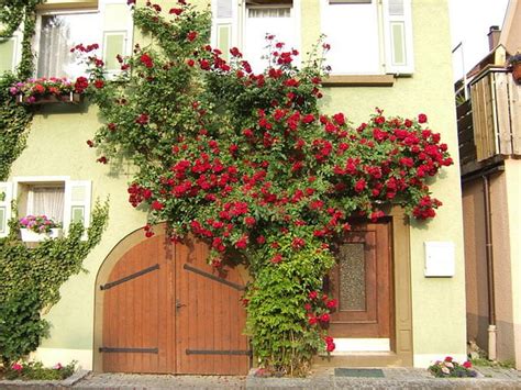 How to prune your climbers for more blooms | Tacoma Rose Society