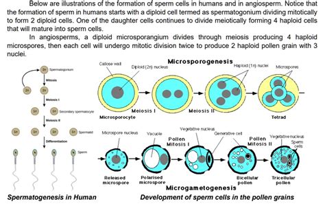 SOLVED: Below are illustrations of the formation of sperm cells in humans and in angiosperms ...