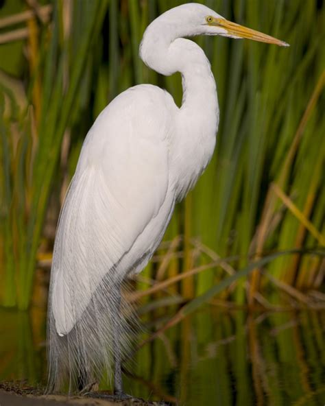 Nature Canada – Bird Tweet of the Week: Great Egret